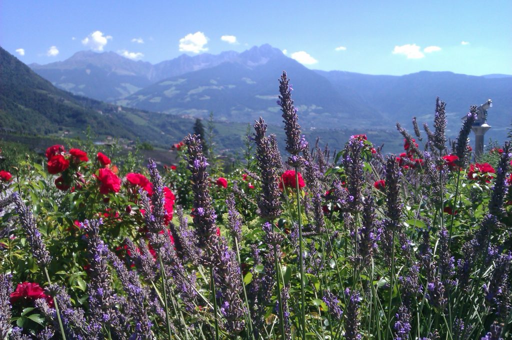 Blick nach Meran