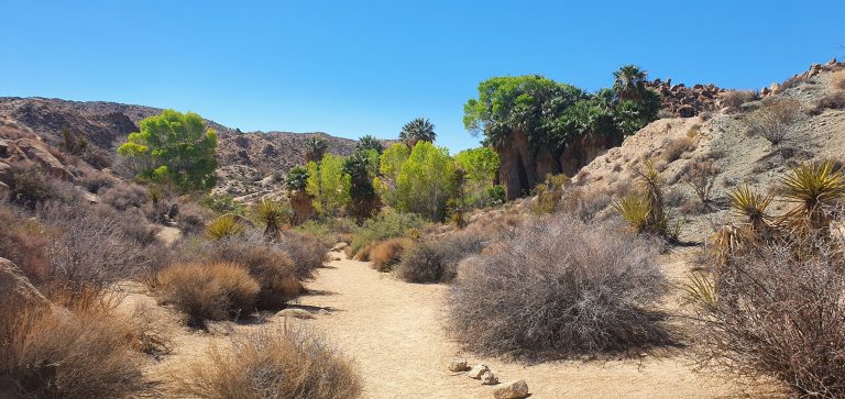 Joshua Tree Nationalpark - Cottonwood Spring