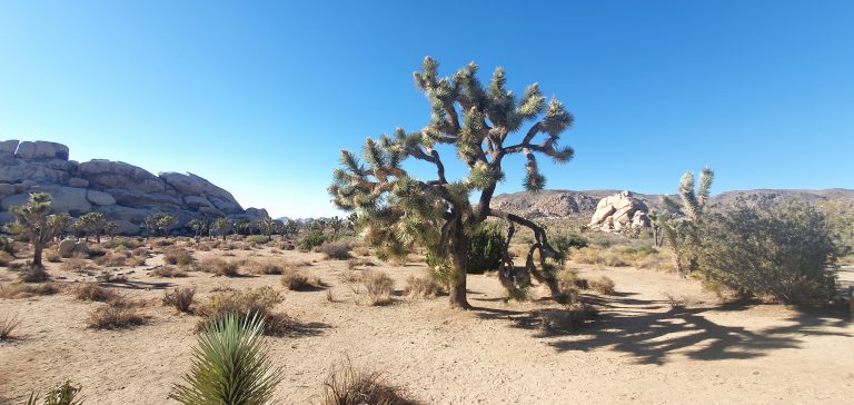 Joshua Tree