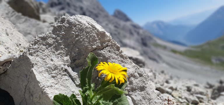 Die Natur findet ihren Weg
