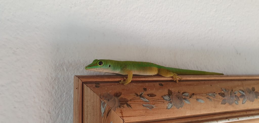 Stiller Begleiter beim Frühstück