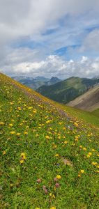 Blühende Landschaften